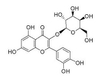 金丝桃苷；槲皮素-3-半乳糖苷