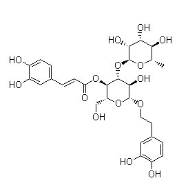 毛蕊花糖苷；麦角甾苷；类叶升麻苷